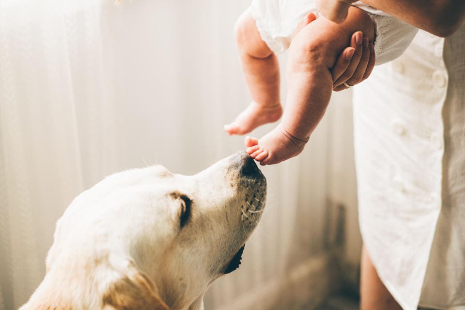 Como gerir a chegada de um recém-nascido com um cão em casa? recém nascido e cachorro