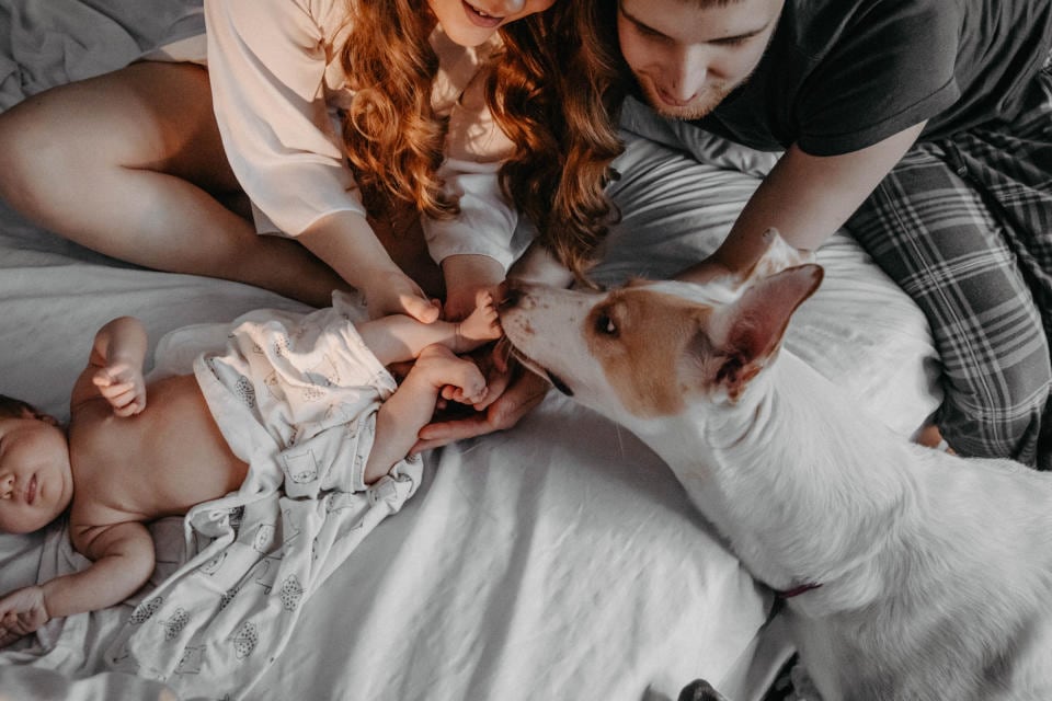 Como gerir a chegada de um recém-nascido com um cão em casa? recém nascido e cão